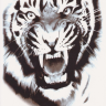 Временная татуировка Рычащий тигр 34229