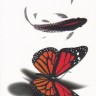 Временная татуировка Бабочка и рыбки 34357